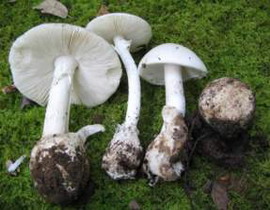 Amanita verna