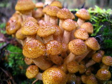 Armillaria mellea