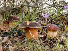Boletus aereus