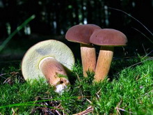 Boletus badius
