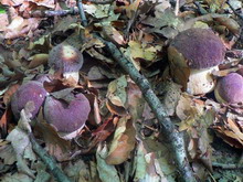 Boletus pinicola