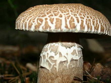 Boletus reticulatus