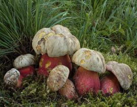 Boletus satanas Lenz