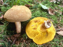 Boletus subtomentosus