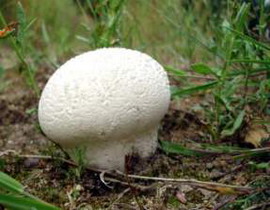 Calvatia utriformis