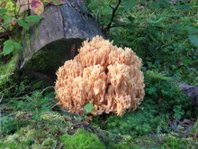 Clavaria aurea