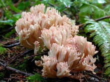 Clavaria botrytis