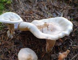 Clitocybe cerussata