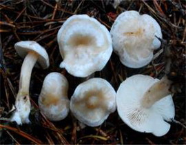 Clitocybe dealbata