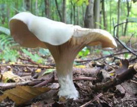 Clitocybe phyllophila