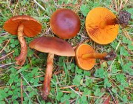 Cortinarius cinnamomeus