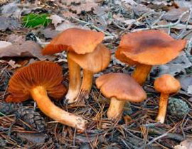 Cortinarius orellanus