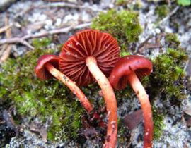 Dermocybe sanguinea