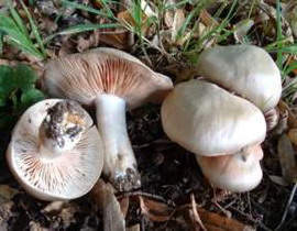 Entoloma lividum