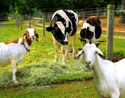 Finalizarea controlului la fata locului si introducerea rapoartelor de control pentru acordarea subventiilor in sectorul zootehnic