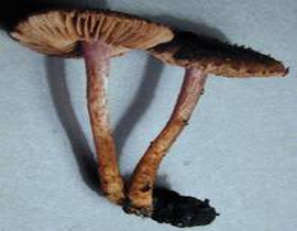 Genul Inocybe