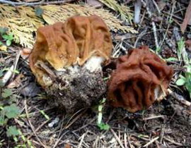 Gyromitra gigas