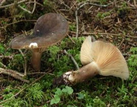 Lactarius picinus 