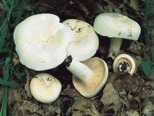 Lactarius piperatus