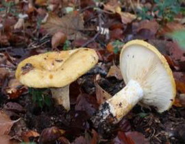 Lactarius scrobiculatus 