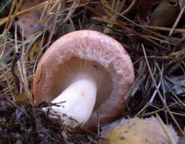 Lactarius torminosus 
