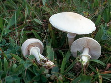 Lepiota naucina