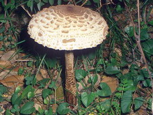Lepiota procera