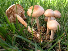 Marasmius oreades