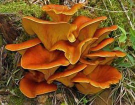 Omphalotus olearius
