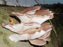 Pleurotus ostreatus
