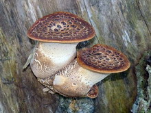 Polyporus squamosus