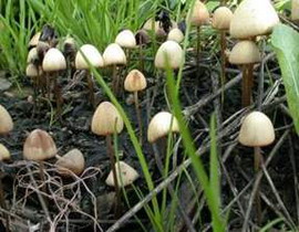 Psilocybe semilanceata 