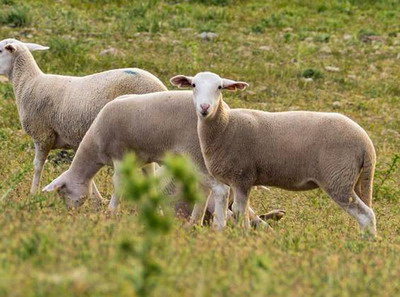 Rasa de oi Segurena din Spania