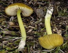 Rhodophyllus incanus