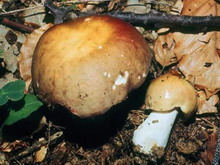 Russula alutacea