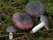 Russula cyanoxantha