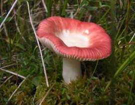 Russula emetic