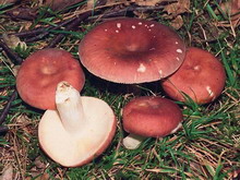 Russula vesca