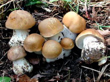 Tricholoma georgii