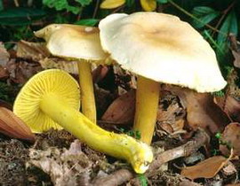 Tricholoma sulphureum