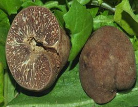 Tuber excavatum