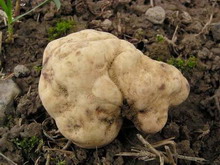 Tuber magnatum