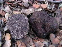 Tuber melanosporum