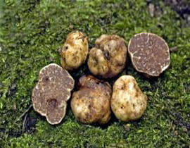 Tuber rapaeodorum