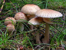 amanita-rubescens-2