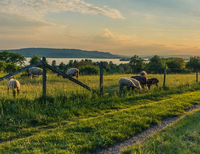 Hranirea oilor, pasunatul si intretinerea oilor pe pasune