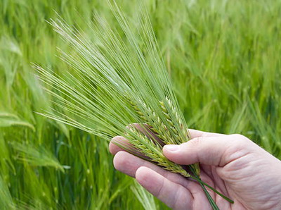 Graul de primavara in Romania