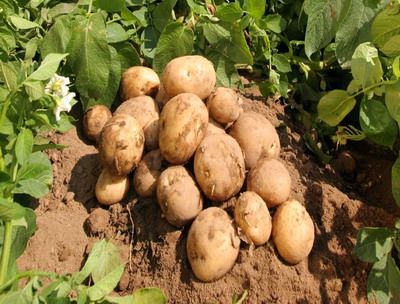 Cultura cartofului pentru furaj