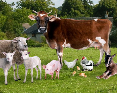 Incepand de astazi Romania are o noua Lege a Zootehniei