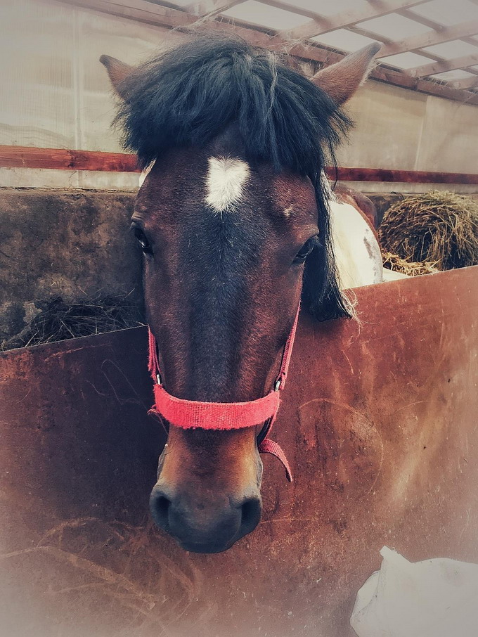 Eston calul de cinci ani a fost operat cu success